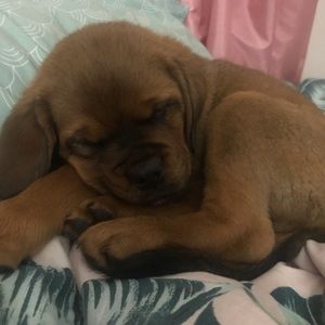 Meet your Posher, Sydney